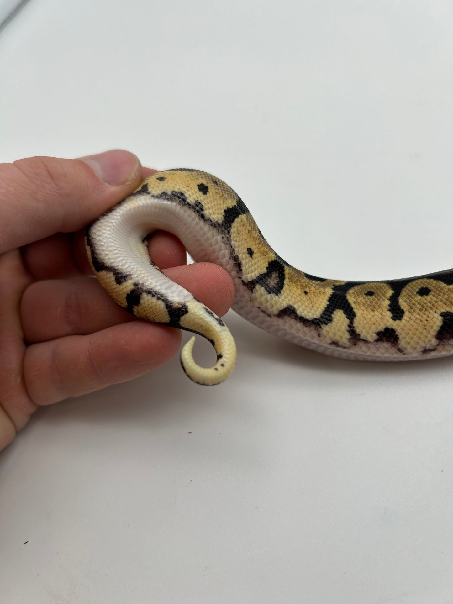 Male Pastel, Triple het VPI Axanthic Sunset Pied 23-15-4