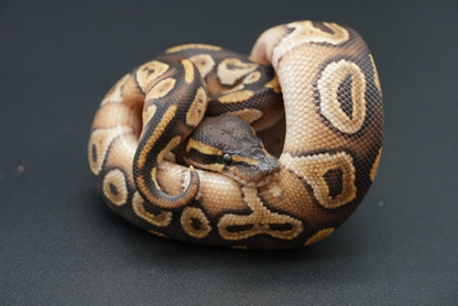 Male Mojave 25-1-5