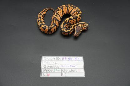 Female Pastel, Gravel 24-9-5 *live eater*