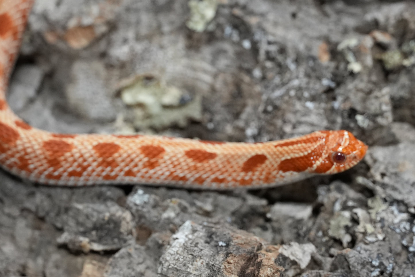 Subadult purple line albino conda pos het snow