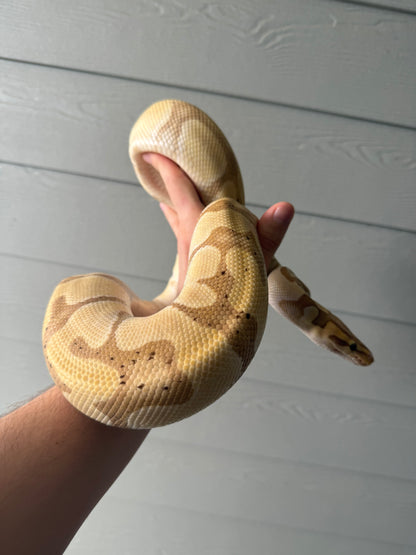 Banana Blade Het Clown (Proven Female)