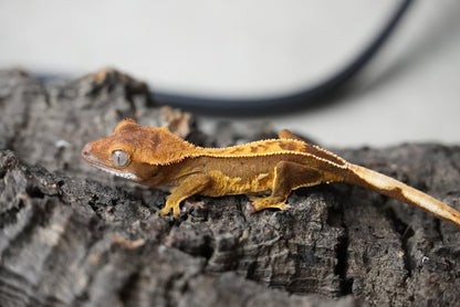 Crested gecko 25-5-1
