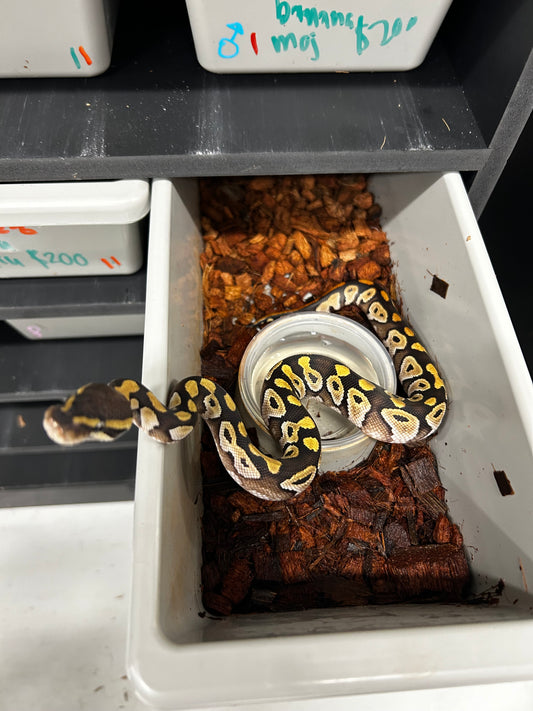 Male Mojave 24-2-7