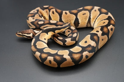 Female Pastel Het Sunset 23-8-1