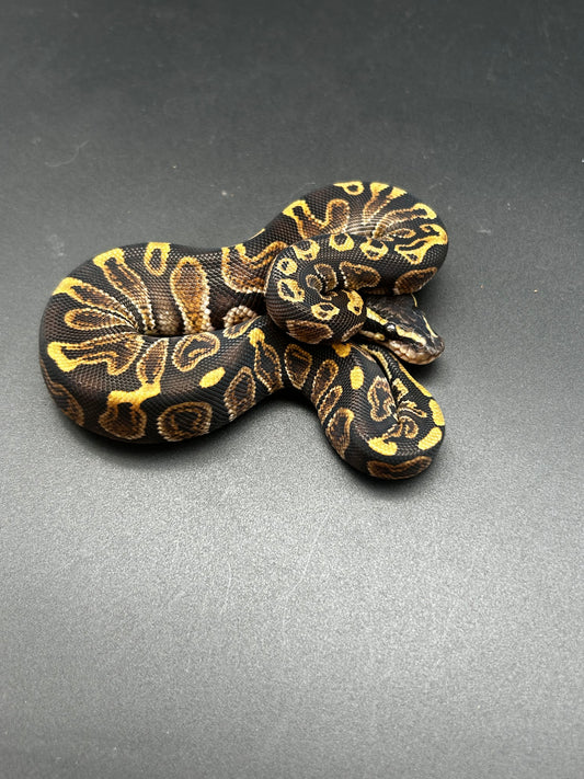 Male GHI Ball Python