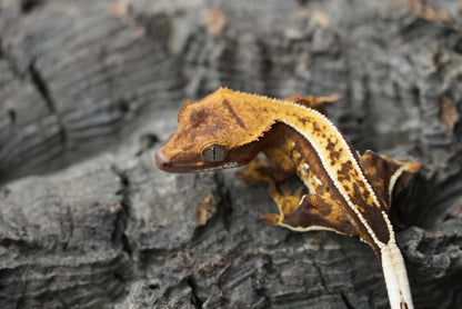 Crested gecko 25-3-1