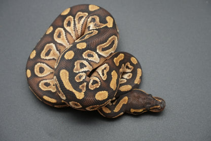 Male Mojave 25-1-5
