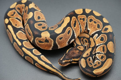 Female Dinker 24-7-6