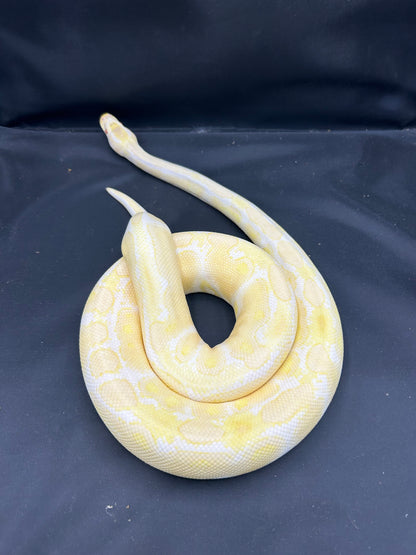 Female Albino Ball Python