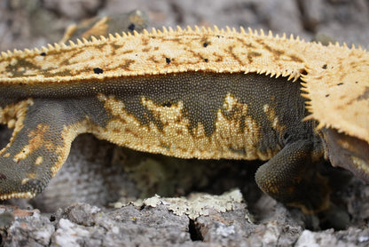 Wonton (proven male)