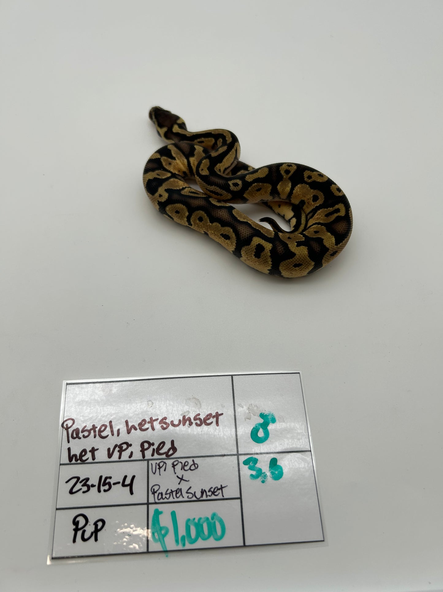 Male Pastel, Triple het VPI Axanthic Sunset Pied 23-15-4