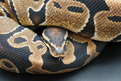 Female Het Sunset 23-8-3