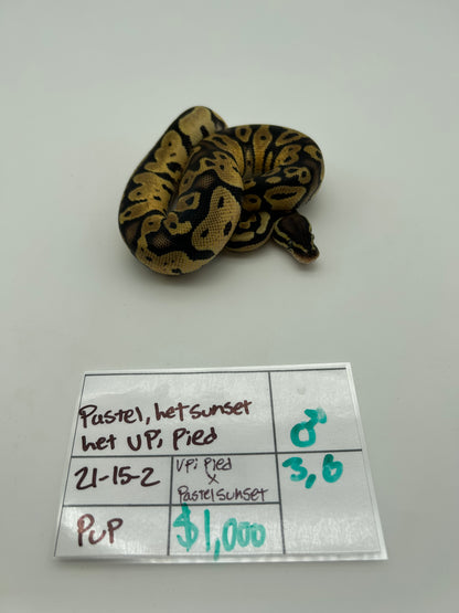 Male Pastel, Triple het VPI Axanthic Sunset Pied 23-15-2