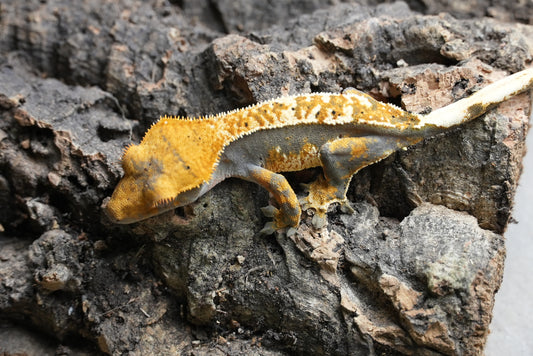 Tri color harlequin