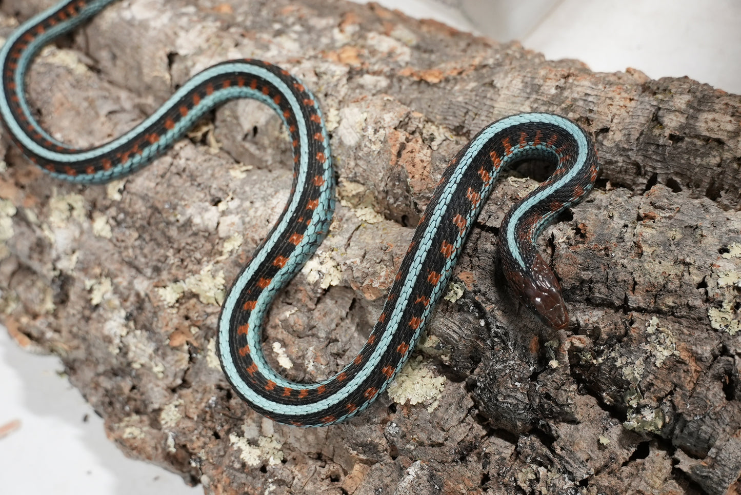 Adult proven California red sided garter pair