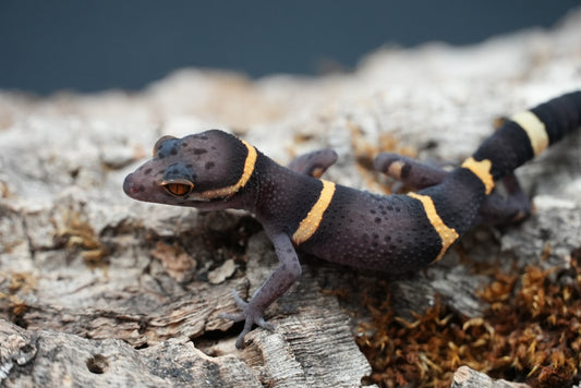 Chinese Cave Gecko