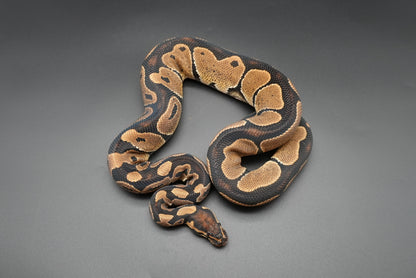 1.1 Possible Mandarin Het Sunset Pair
