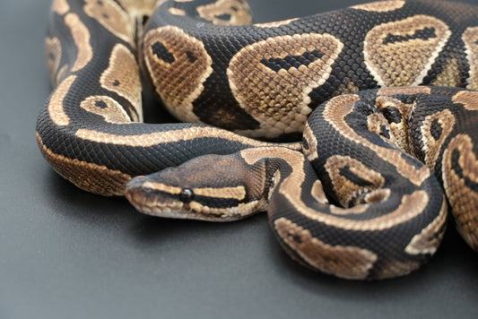 Male Black Head Het Clown BP-M-7