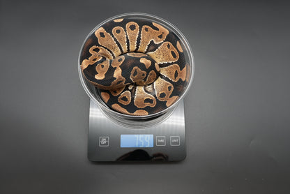 Female Het Sunset 23-8-3