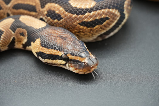 1.1 Possible Mandarin Het Sunset Pair