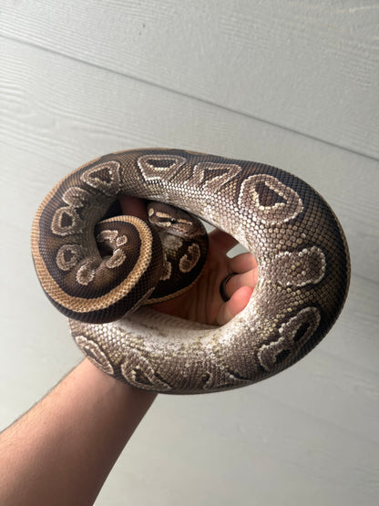Female Mojave Double Het Axanthic Pied