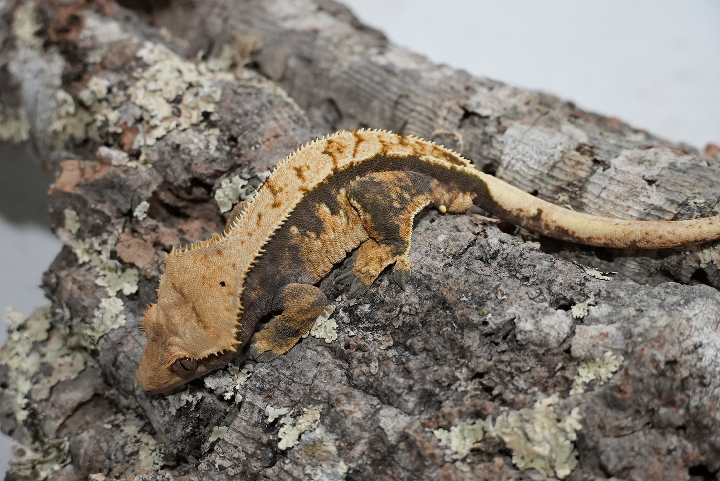 Harlequin Partial Pinstripe Crested Gecko (Adult Male)
