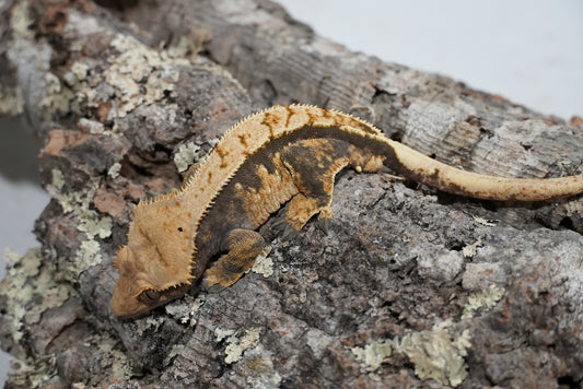 Harlequin Partial Pinstripe Crested Gecko (Adult Male)