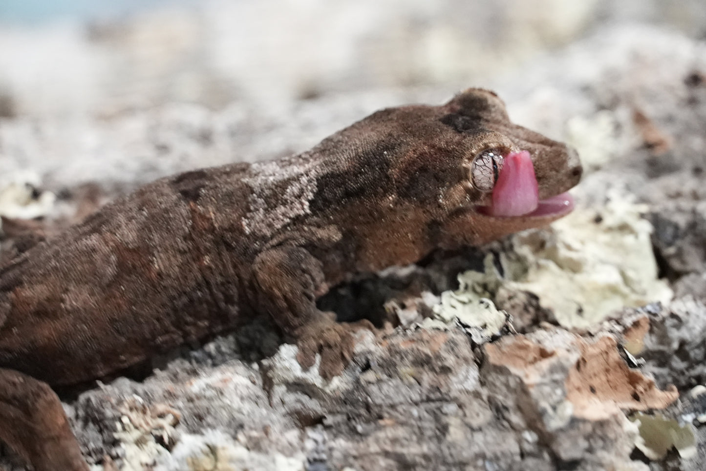 White collar chahoua gecko