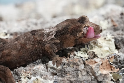 White collar chahoua gecko