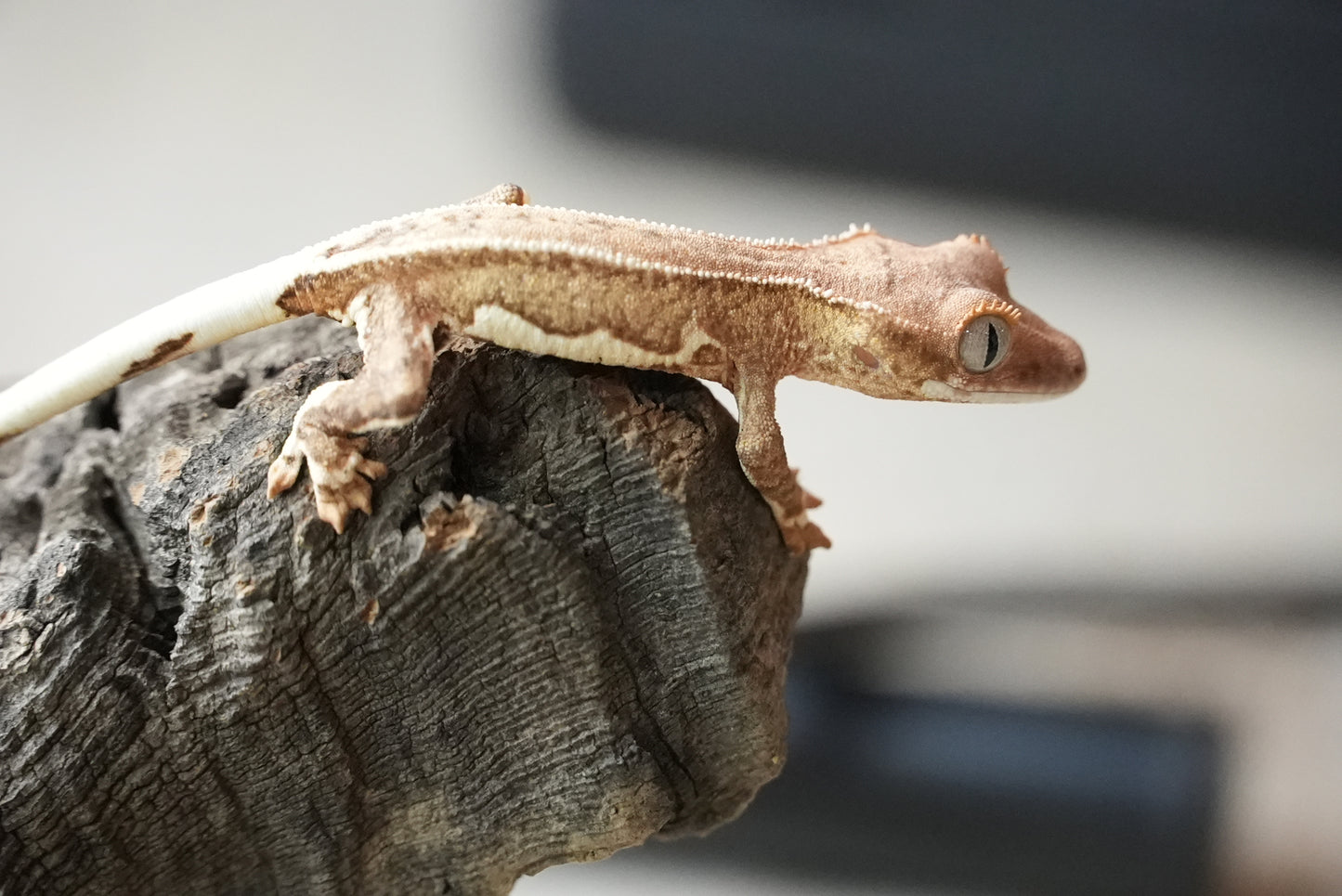 Crested gecko 25-4-2