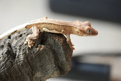 Crested gecko 25-4-2