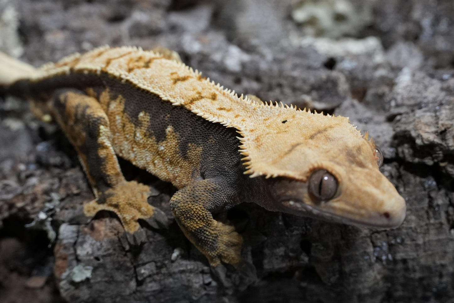 Harlequin Partial Pinstripe Crested Gecko (Adult Male)