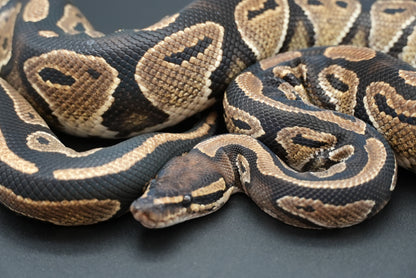 Male Black Head Het Clown BP-M-7