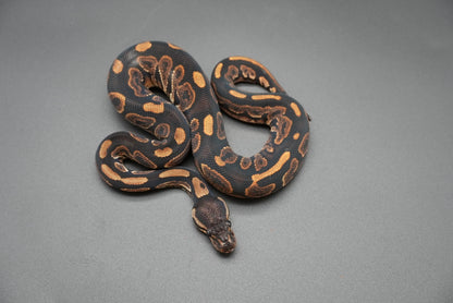 Male Black Pastel, HRA 24-10-3