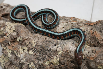 Adult proven California red sided garter pair
