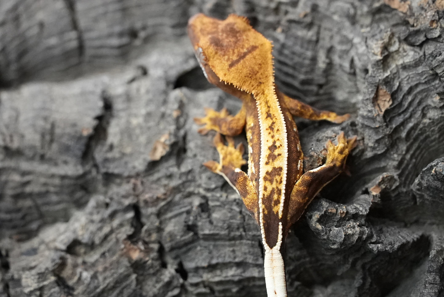 Crested gecko 25-3-1