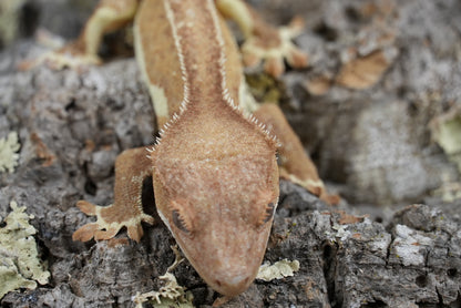 Red phantom lily white