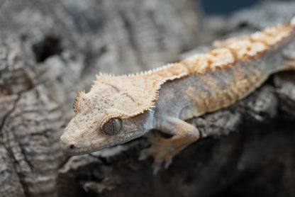 Crested gecko c65