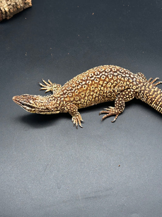 Proven female Ackie monitor