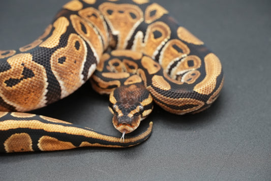 Female Dinker 24-7-6