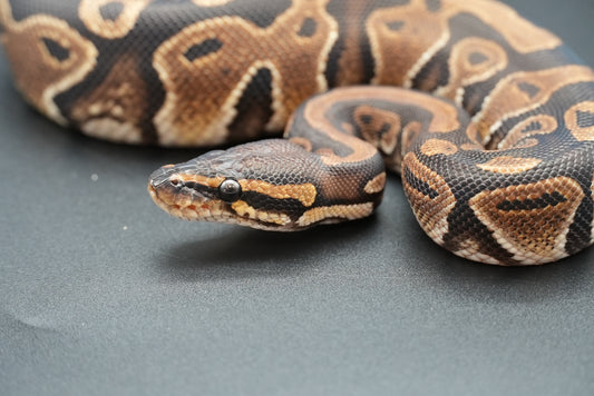 Female Possible Black Head Het Pied 23-10-4