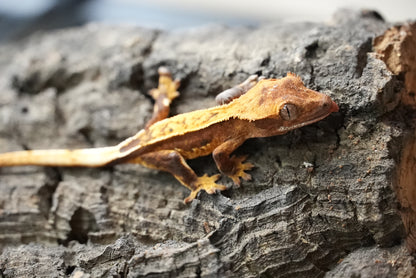 Crested gecko 25-5-2