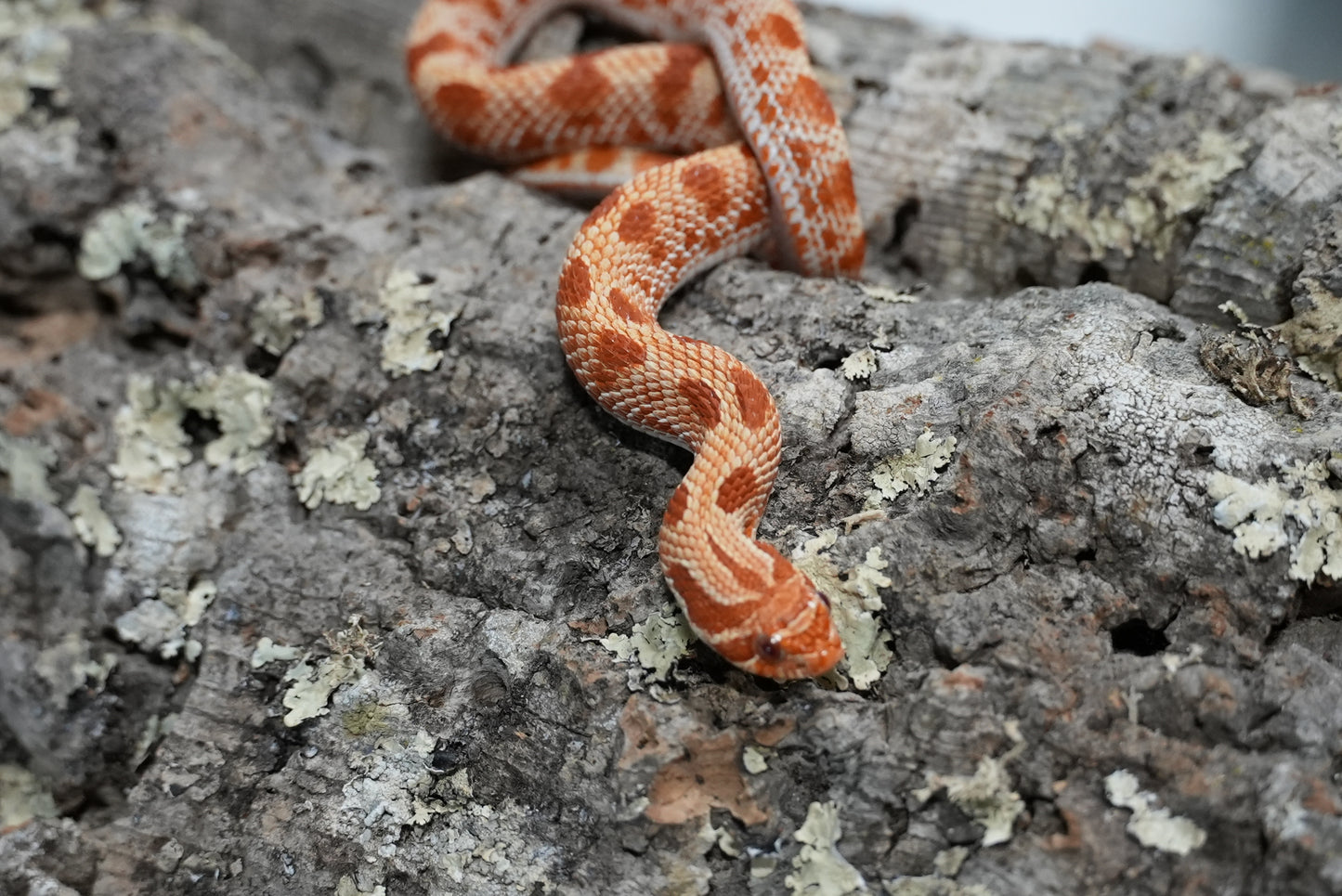 Subadult purple line albino conda pos het snow