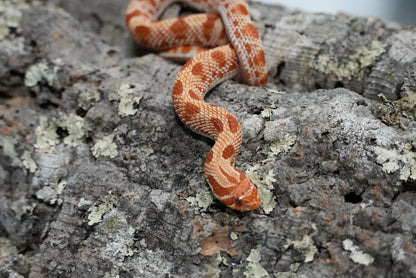 Subadult purple line albino conda pos het snow