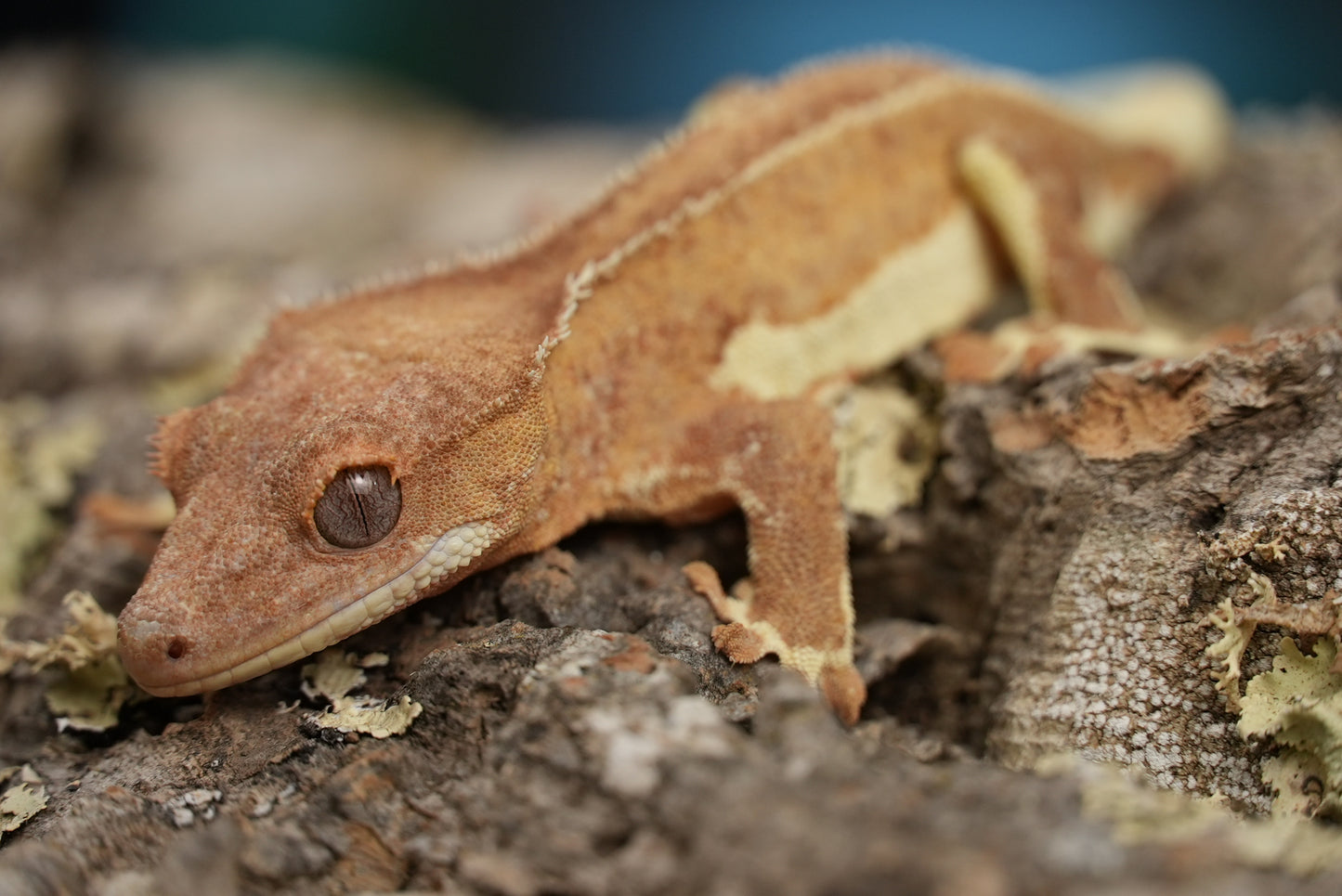 Red phantom lily white