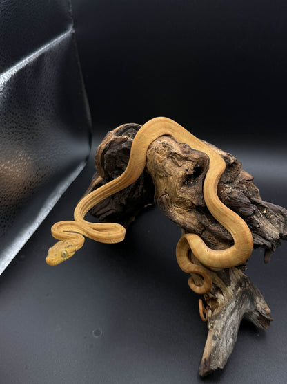 Amazon Tree Boa