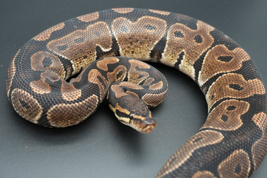 Male Trick Dinker "Oscar"
