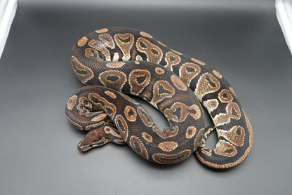 Female Black Pastel BP-F-18