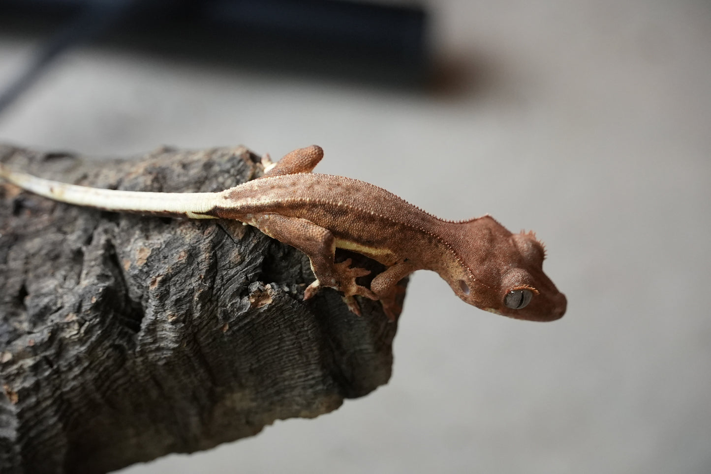 Crested gecko 25-1-2