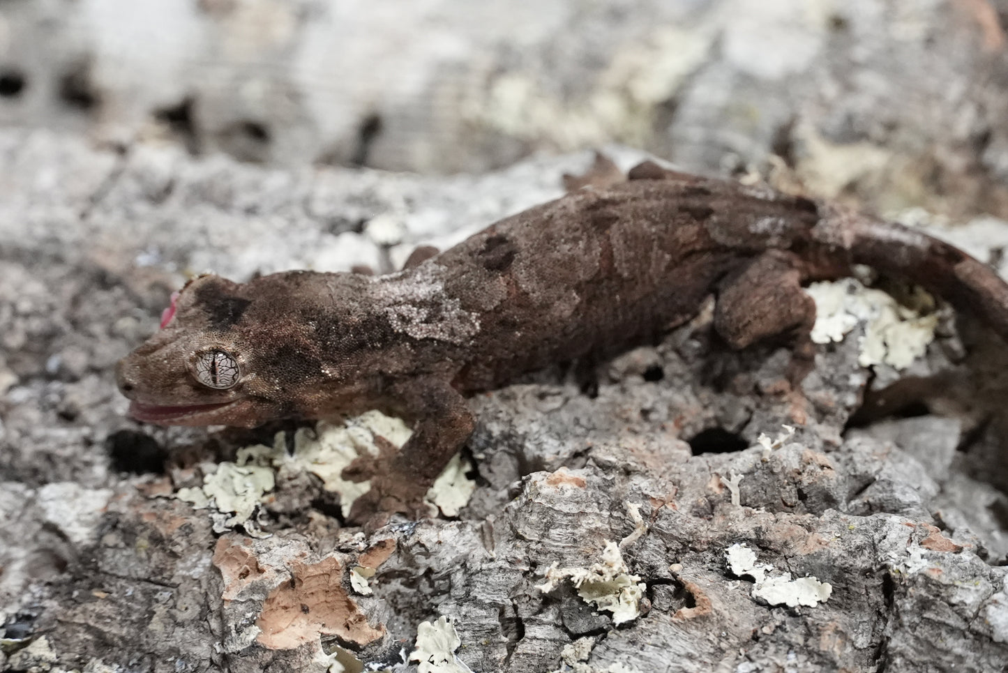White collar chahoua gecko